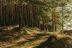 Forest Trees